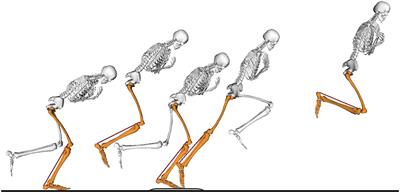 Do Stretch-Shortening Cycles Really Occur in the Medial Gastrocnemius? A Detailed Bilateral Analysis of the Muscle-Tendon Interaction During Jumping